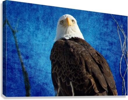 American Bald Eagle Blues  Impression sur toile