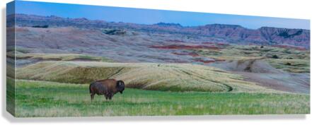 The Majestic Bison -  Roaming the Colorful Badlands of SD  Impression sur toile