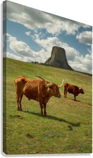 Texas Longhorn Cows Gracefully Posing at Majestic Devils Tower -  Canvas Print