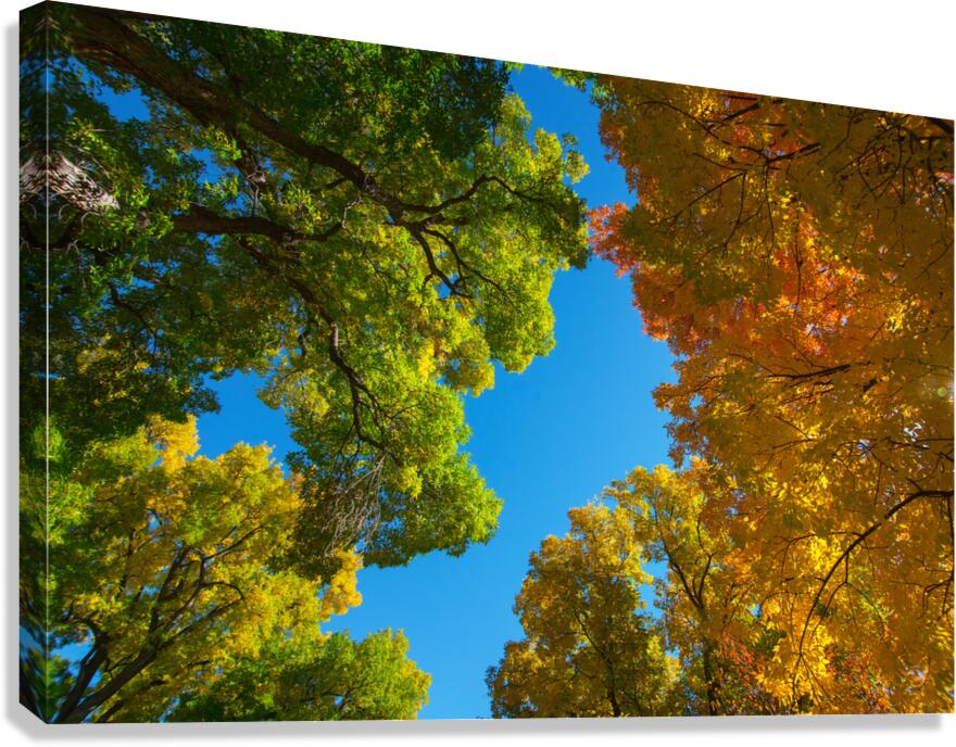 Autumns Radiant Canopy -  A Skyward View  Canvas Print