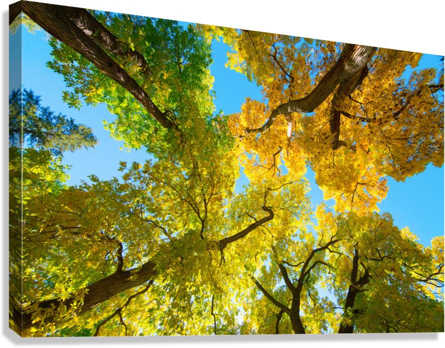 Vibrant Autumn Landscape - Colorful Trees under Blue Sky  Impression sur toile