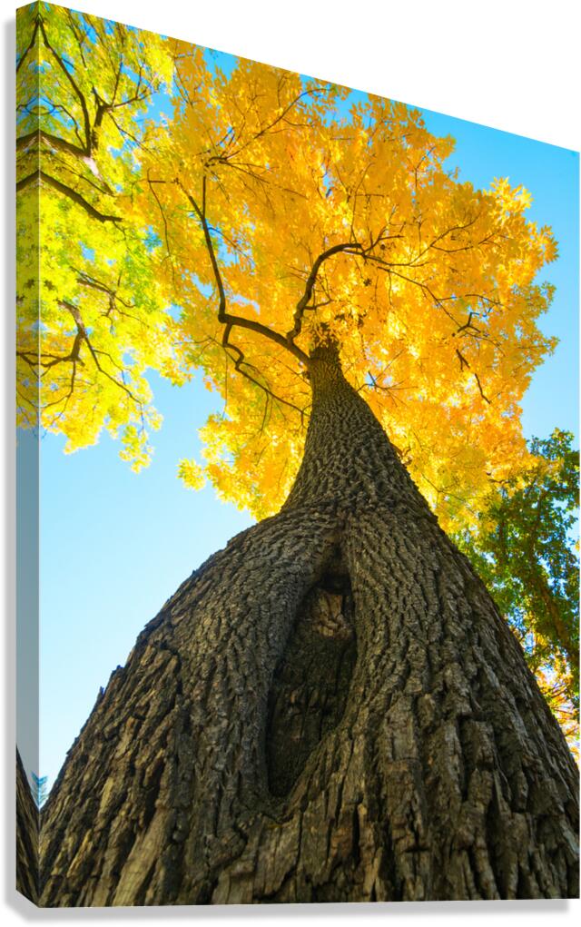 Golden Autumn Tree - Majestic Trunk and Leaves in Fall Splendor  Impression sur toile