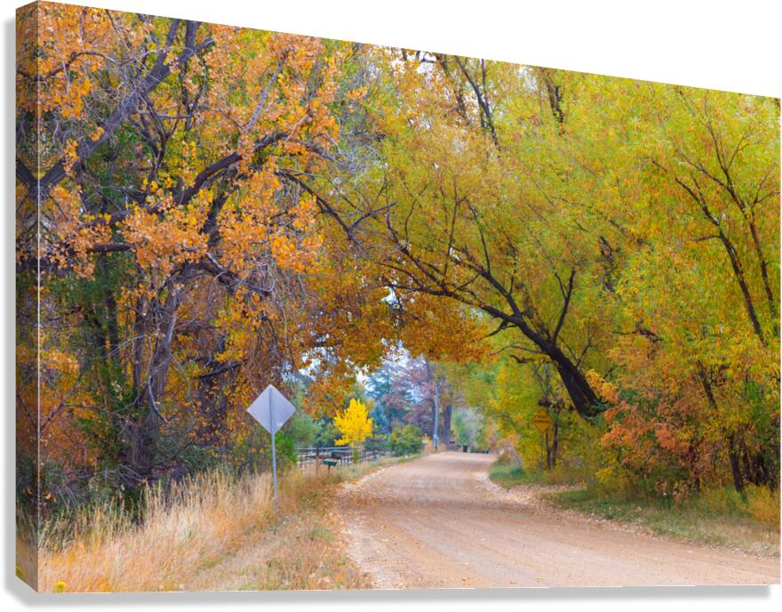 Autumns Enchantment - The Country Road Canopy  Canvas Print