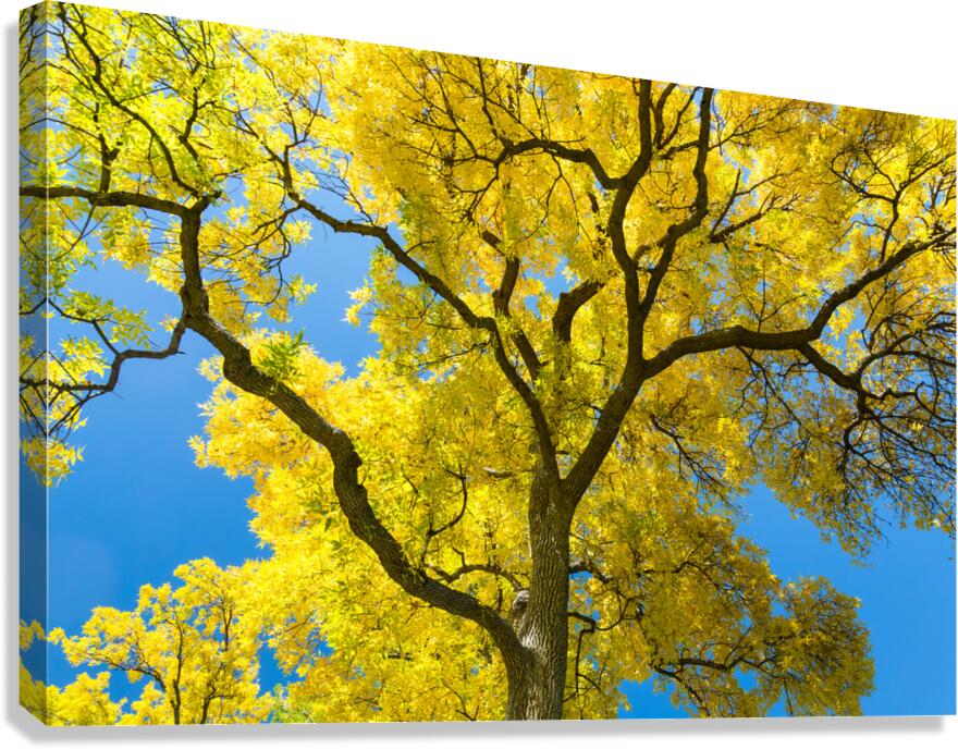Golden Majesty - A Cottonwoods Radiant Reverie  Impression sur toile