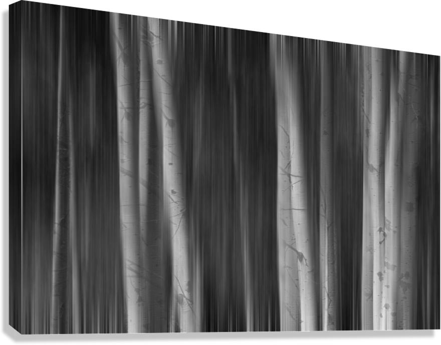 Aspen Trees Dreaming Black and White Abstract  Impression sur toile