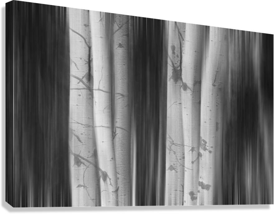 Aspen Tree Colonies Dreaming BW  Impression sur toile