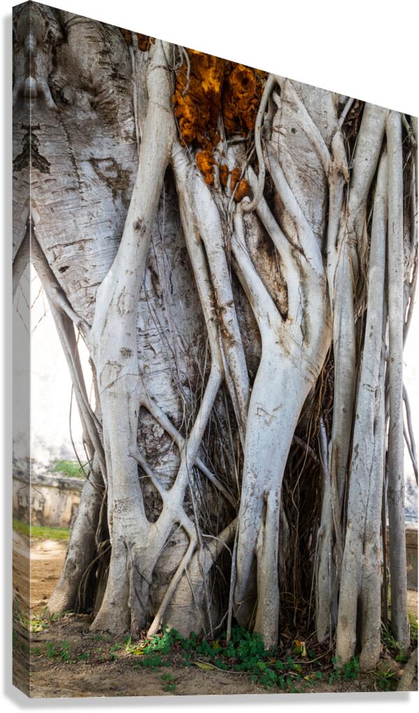 Magnificent and Colossal Intertwined Tree  Impression sur toile