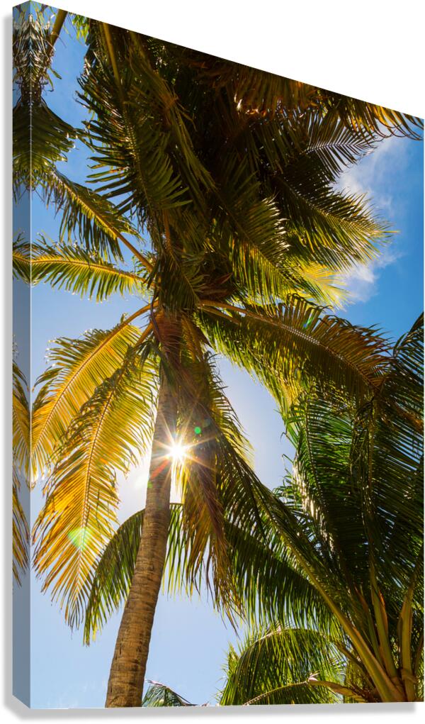 Sunshine and  Tall Palm Trees Extends Towards the Sky  Canvas Print