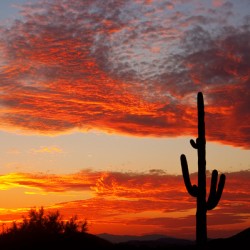  Fiery Arizona Sunset Behind a Silent Saguaro