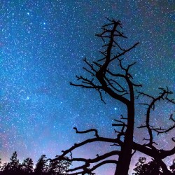 Starry Night Sky with Silhouette Tree