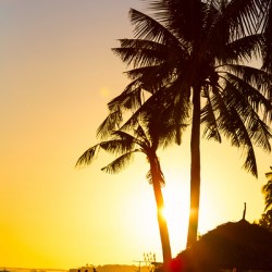 Golden Beach Tropics