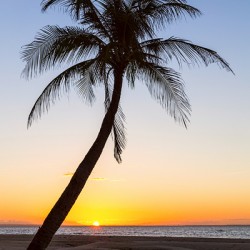 Coco Mo Tropical Sunrise