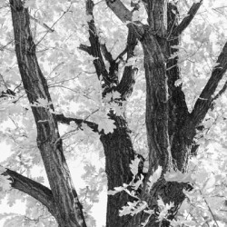 Tree mendous Elegance in Black and White