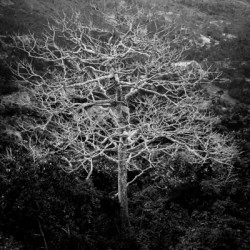 Tubarans Silent Tree Song