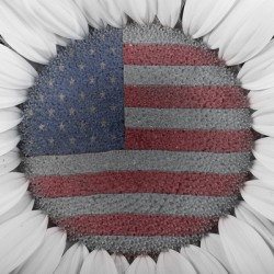 American Sunflower Power