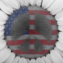 American Sunflower Power