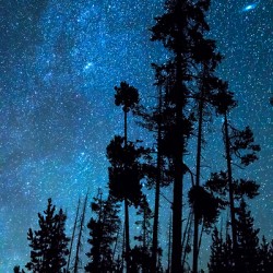 Pinnacle Of The Forest 