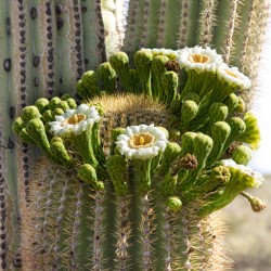 Saguaro Cactus Bloom