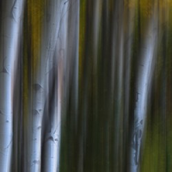 Forest Wilderness Wonderland Abstract  Photo Art