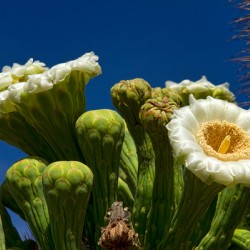 Saguaro Cactus Blooms