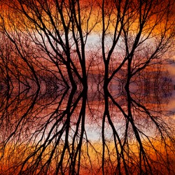 Sunset Tree Silhouette Abstract 2