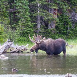 Water Feeding Moose