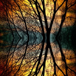 Sunset Tree Silhouette Abstract Mirror Reflection