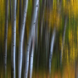 Forest Wilderness Wonderland Abstract  Photo Art