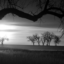 Whispers of Trees and Meadows at Sunrise in Black and White