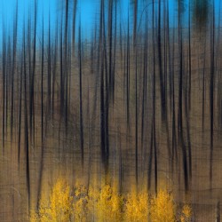 Aspen Forest Fire Abstract