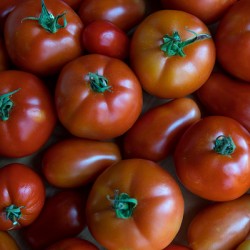 Fresh Tomatoes