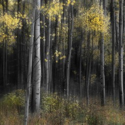 Misty Aspen Grove