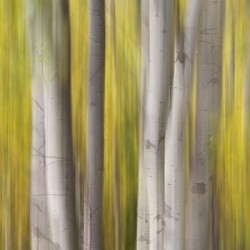 Autumn Aspen Dreamscape Abstract Landscape