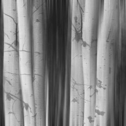 Aspen Tree Colonies Dreaming BW