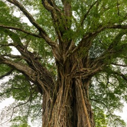 Old Century Tree of Negros Island