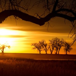 Golden Sunrise with Silhouetted Trees in Meadow