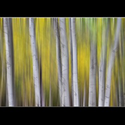 Aspen Splendor Triptych Abstract Landscape Dreaming Collage