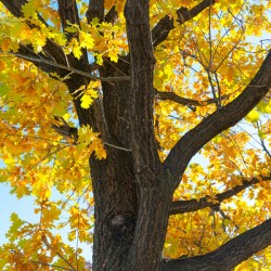 Golden Giggles   When Autumn Leaves Steal the Spotlight