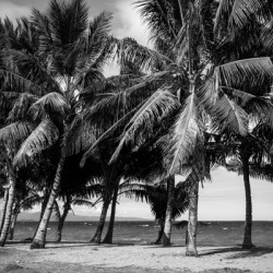 Whispers of Monochrome Palms