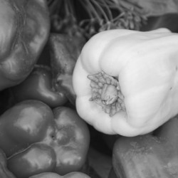 Albino Bullnose Pepper BW