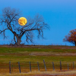 Supermoons Gilded Ascent A Celestial Masterpiece