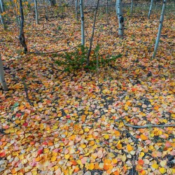 Art By Mother Nature