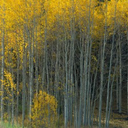 That  Morning Autumn Light