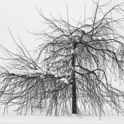 Wild Springtime Winter Tree Black and White
