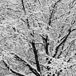 Black and White Snowy Tree Branches Abstract Three