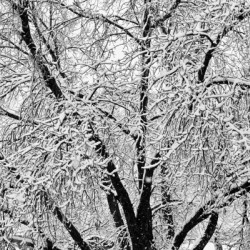 Black and White Snowy Tree Branches Abstract 2