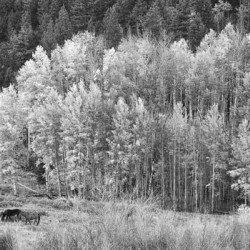 Autumn Grazing Horses Bonanza