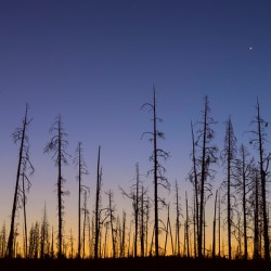 Yellowstone National Park wildfire aftermath