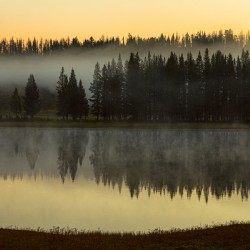 Yellowstone Wyoming Foggy Forest Lake Reflection Fine Art Print