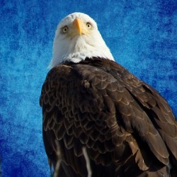 American Bald Eagle Blues